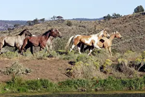 Ranches: Quarter / Paint Horses