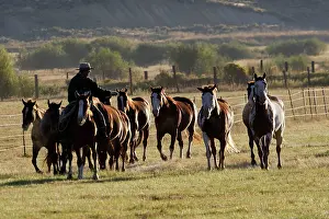 Ranches: Quarter / Paint Horses with cowboy