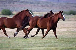 Ranches: Quarter / Paint Horses - running