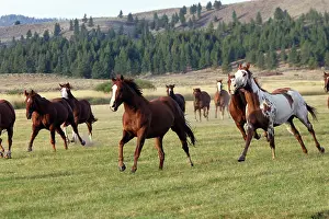 Ranches: Quarter / Paint Horses - running