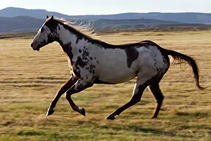 Ranches: Quarter / Paint Horses - running