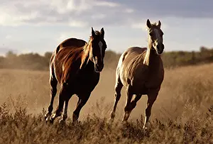 Ranches: Quarter / Paint Horses - running