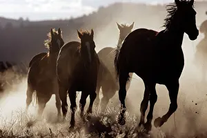 Ranches: Quarter / Paint Horses - running