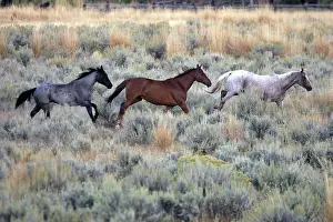 Ranches: Quarter / Paint Horses - running