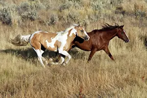 Ranches: Quarter / Paint Horses - running
