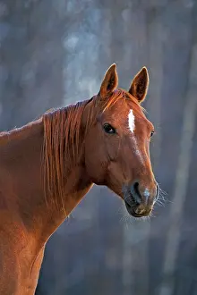 Quarterhorse: Quarterhorse Mare, portrait closeup