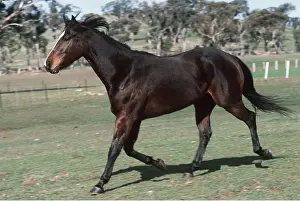 Trotting: QUARTERHORSE - trotting