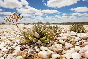 Michele Menegon: Quartz Fields