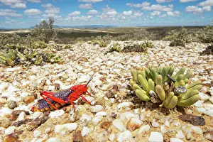 Michele Menegon: Quartz Fields