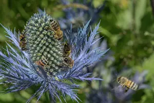 Queen: Queen of the Alps, Eryngium alpinum, covered wit