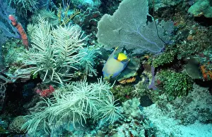 Honduras: Queen Angelfish