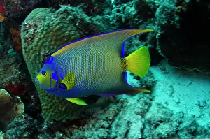Ciliaris: Queen Angelfish (Holacanthus ciliaris)