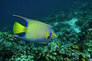 Ciliaris: Queen Angelfish (Holacanthus ciliaris)
