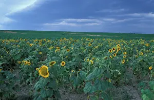 Jerry: Queen Anne's County, MD. A field of sunflowers
