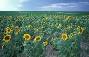 Jerry: Queen Anne's County, MD. A field of sunflowers