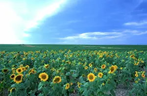 Jerry: Queen Anne's County, MD. A field of sunflowers