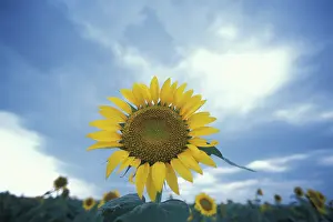 Jerry: Queen Anne's County, MD. A field of sunflowers