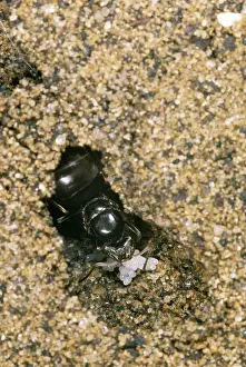 Lasius: Queen Black Ant - & eggs