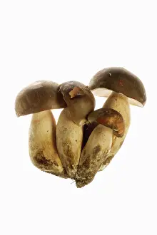 Bolete: Queen Bolete Fungi