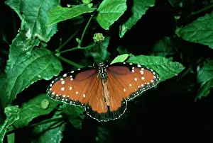 Gilippus: QUEEN BUTTERFLY