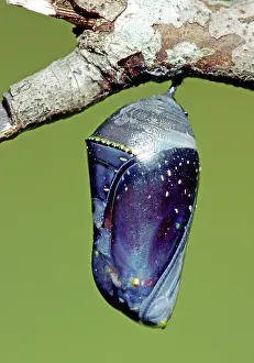 Transform: Queen Butterfly