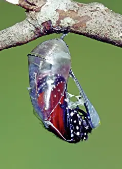 Transform: Queen Butterfly