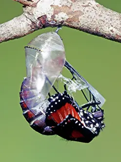 Transform: Queen Butterfly