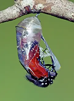 Transform: Queen Butterfly