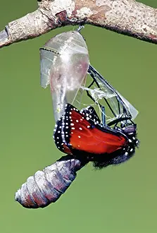 Transform: Queen Butterfly