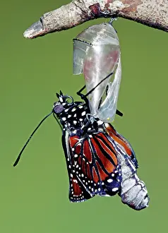 Transform: Queen Butterfly