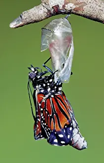 Transform: Queen Butterfly