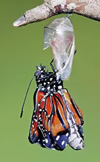 Transform: Queen Butterfly