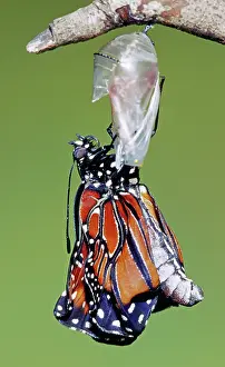 Transform: Queen Butterfly