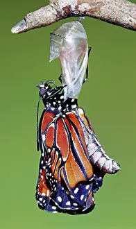 Transform: Queen Butterfly