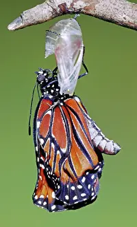 Transform: Queen Butterfly