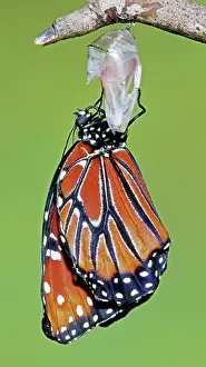 Transform: Queen Butterfly