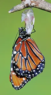 Transform: Queen Butterfly