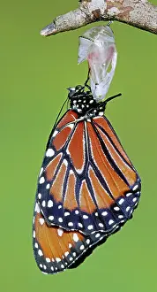 Transform: Queen Butterfly