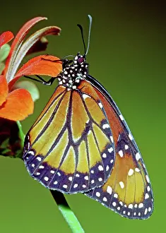 Gilippus: Queen Butterfly