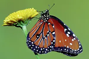 Gilippus: Queen Butterfly