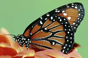 Gilippus: Queen Butterfly