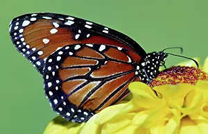Gilippus: Queen Butterfly