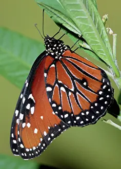 Gilippus: Queen Butterfly