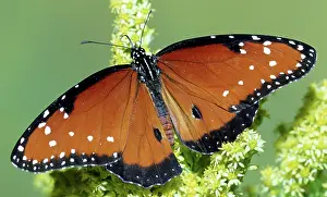 Gilippus: Queen Butterfly
