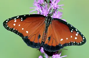 Gilippus: Queen Butterfly