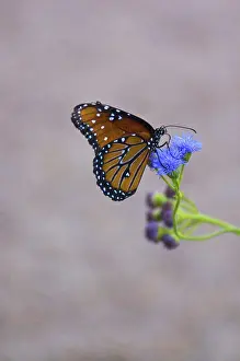 Queen: Queen Butterfly