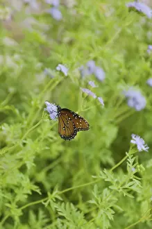 Queen: Queen Butterfly