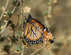 Gilippus: Queen butterfly (Danaus gilippus). Southern California