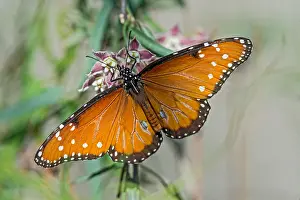 Gilippus: Queen butterfly (Danaus gilippus) nectaring/feeding