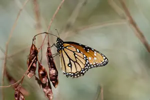 Queen: Queen butterfly (Danaus gilippus) on seedpods